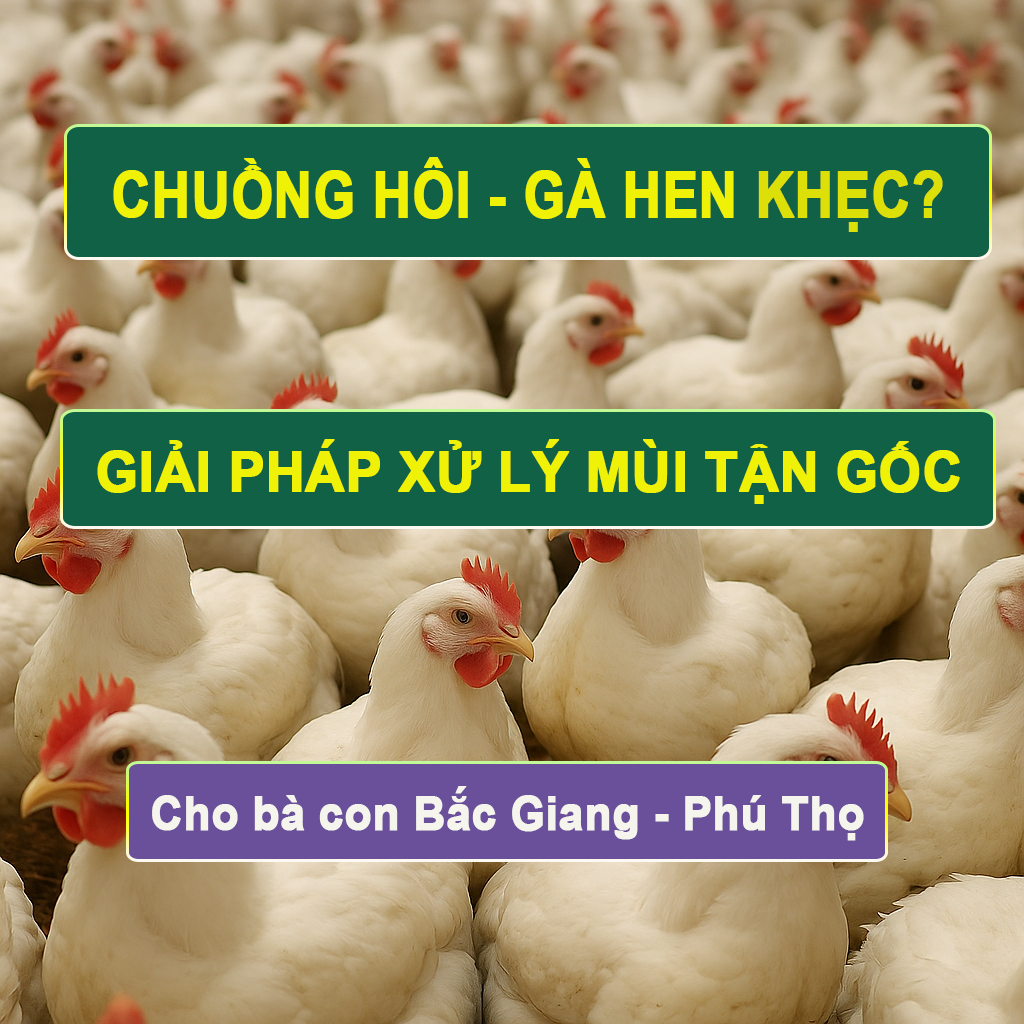 Cảnh Báo: Rủi Ro Bệnh Hô Hấp Khi Nuôi Gà Mật Độ Cao Tại Bắc Giang & Phú Thọ (Và Cách Xử Lý Mùi Hôi Tận Gốc)