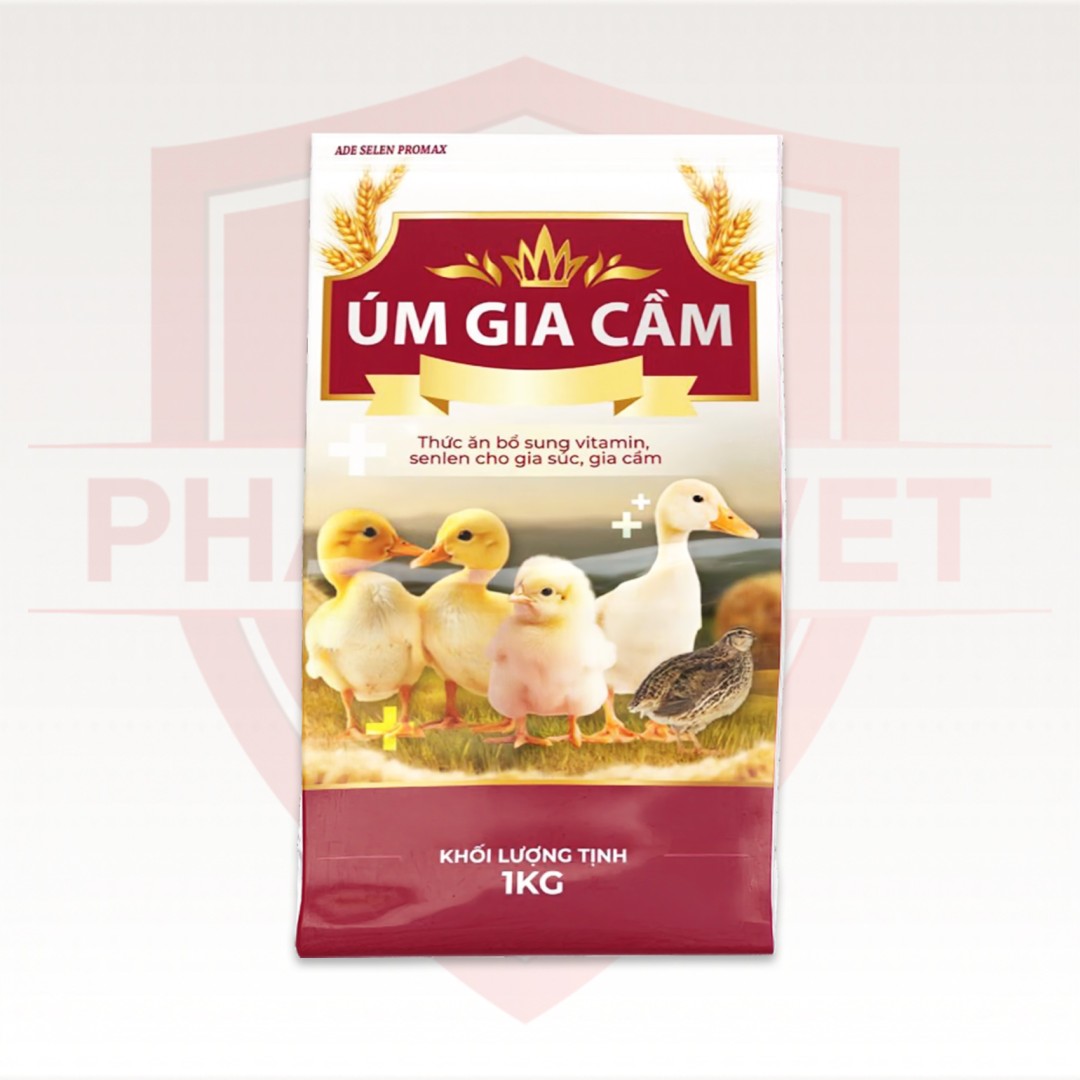ÚM GIA CẦM