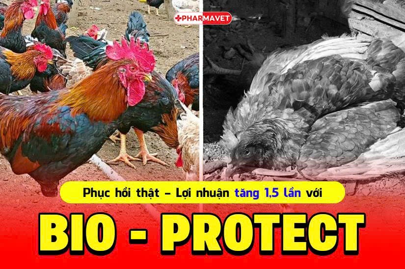 Bio Protect Phuc Hoi That Tang Loi Nhuan