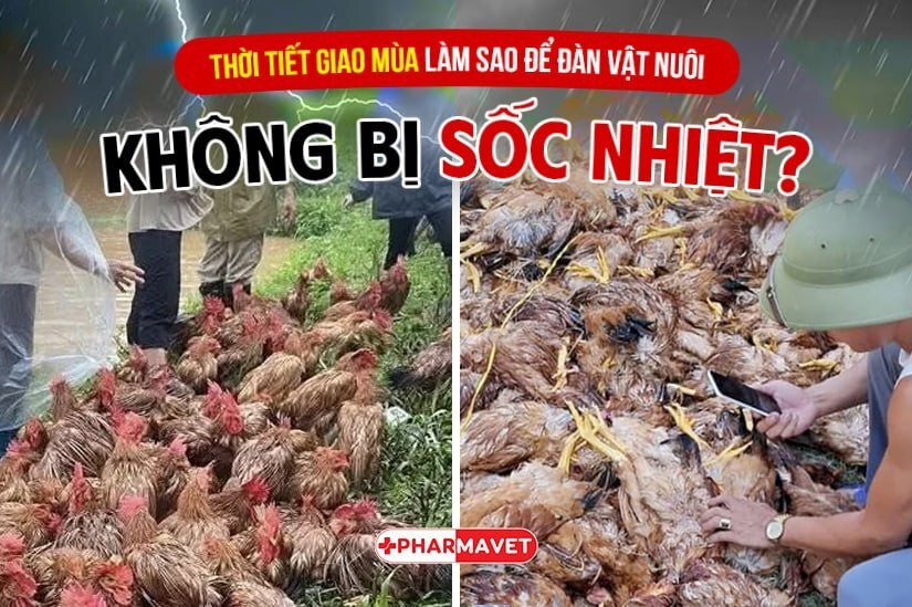 Thời tiết giao mùa: Làm sao để đàn vật nuôi không bị sốc nhiệt?