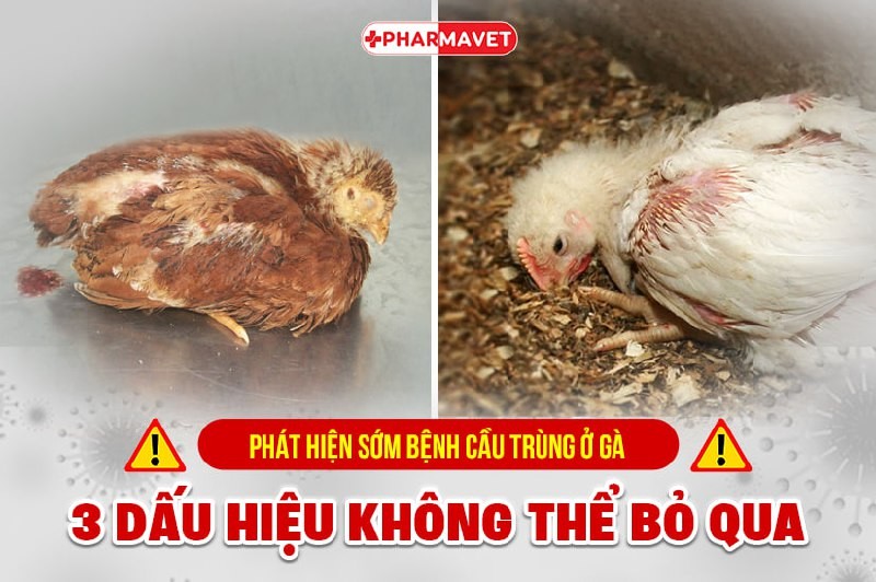 3 dấu hiệu bệnh cầu trùng ở gà